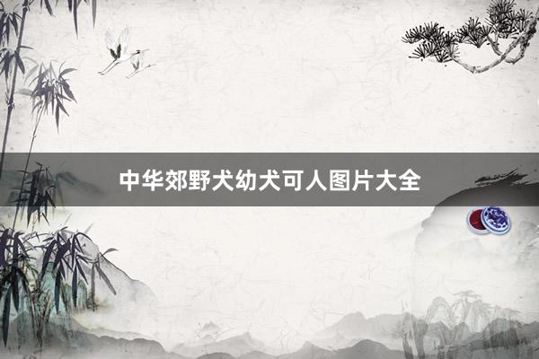 中华郊野犬幼犬可人图片大全